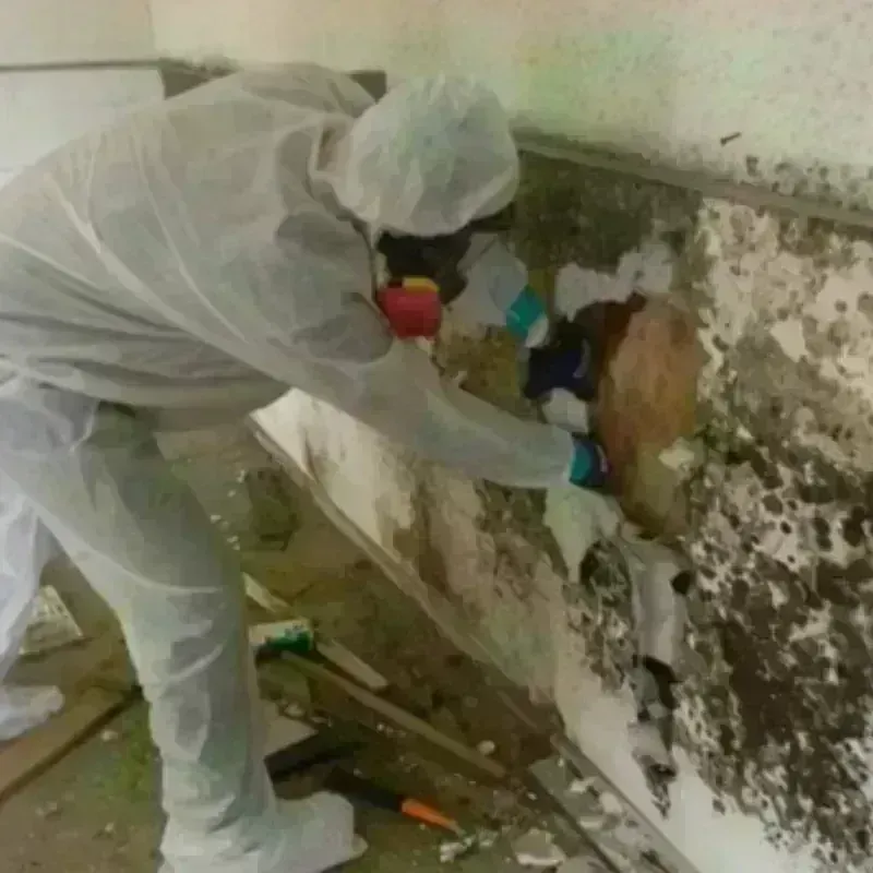 Best Mold Remediation and Removal Service in Montville Center, CT